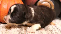 Ivy smallest of litter, a female Toy Australian Shepherd for sale in Crawford, CO – 1 of 4