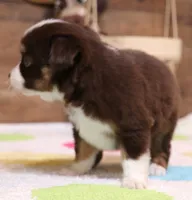 Coco, a female Toy Australian Shepherd for sale in Crawford, CO – 3 of 6
