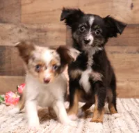 Thistle black-tri Toy f, a female Toy Australian Shepherd for sale in Crawford, CO – 2 of 9