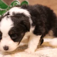 Cash, a male Toy Australian Shepherd for sale in Crawford, CO – Photo 4 of 10