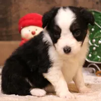Cash, a male Toy Australian Shepherd for sale in Crawford, CO – Photo 2 of 10