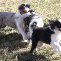 Cash, a male Toy Australian Shepherd for sale in Crawford, CO – Photo 7 of 10