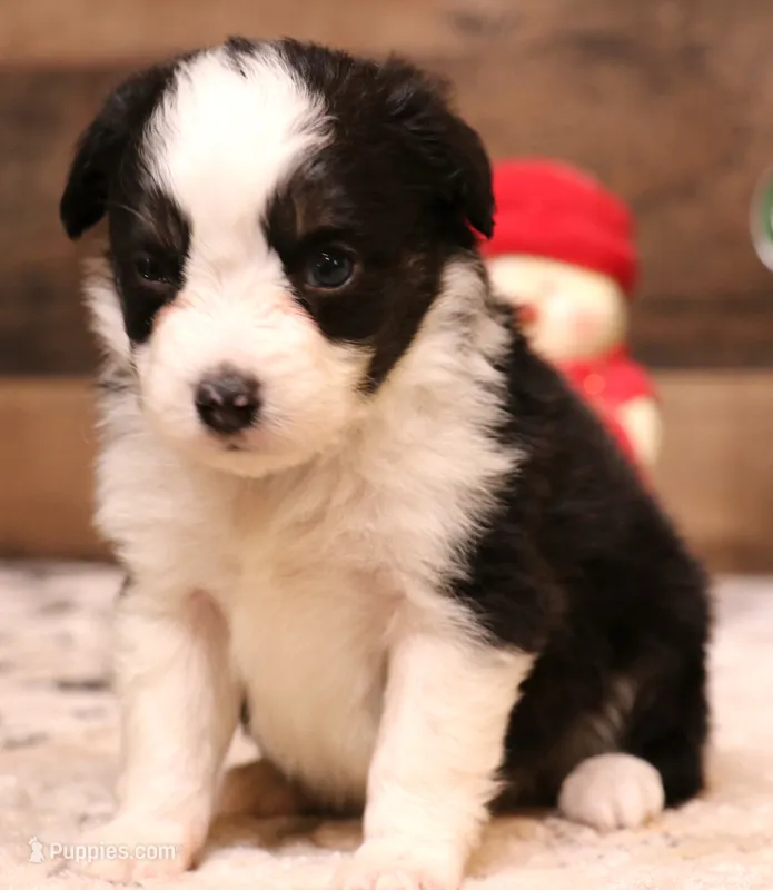 Christmas puppy Cash