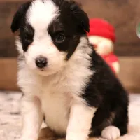Cash, a male Toy Australian Shepherd for sale in Crawford, CO – Photo 1 of 10