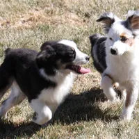Cash, a male Toy Australian Shepherd for sale in Crawford, CO – Photo 8 of 10