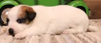 Stew is a shorty, a male Jack Russell Terrier for sale in Crawford, CO – 7 of 10