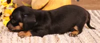 Boyd black/tan smooth male, a male Miniature Dachshund for sale in Crawford, CO – 4 of 6