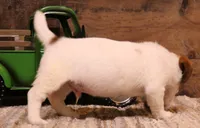 Smith is a shorty, a male Jack Russell Terrier for sale in Crawford, CO – 2 of 9