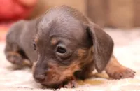 Sparrow blue/tan wirehair, a female Miniature Dachshund for sale in Crawford, CO – 5 of 5