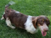 Sparrow blue/tan wirehair, a female Miniature Dachshund for sale in Crawford, CO – Photo 3 of 4