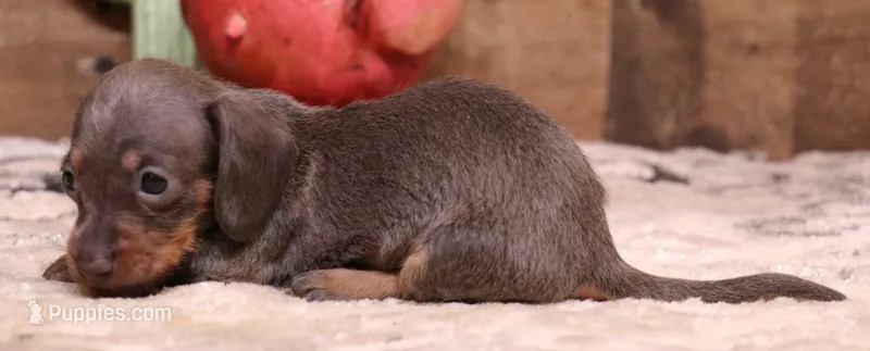 Sparrow blue/tan wirehair – Miniature Dachshund puppy for sale in Crawford, CO