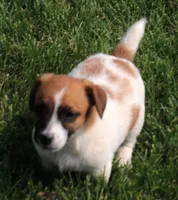 Sawyer is a shorty male, a male Jack Russell Terrier for sale in Crawford, CO – 9 of 10