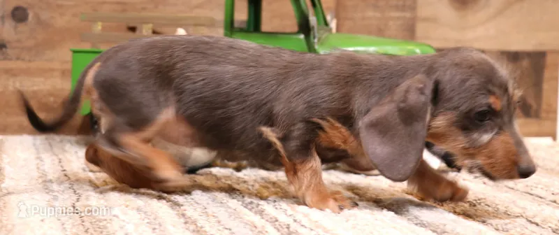 Wynnie blue/tan wirehair – Miniature Dachshund puppy for sale in Crawford, CO
