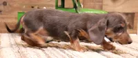 Wynnie blue/tan wirehair, a female Miniature Dachshund for sale in Crawford, CO – 1 of 5