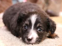 Thistle black-tri Toy f, a female Toy Australian Shepherd for sale in Crawford, CO – Photo 1 of 5