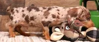 Winton choc/tan dapple wire, a male Miniature Dachshund for sale in Crawford, CO – 2 of 7