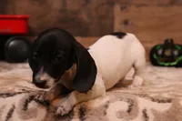 Patch black/tan pied smooth male, a male Miniature Dachshund for sale in Crawford, CO – 6 of 8
