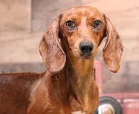 Patch black/tan pied smooth male, a male Miniature Dachshund for sale in Crawford, CO – 8 of 8