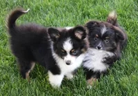 Genie black tri tailed f, a female Toy Australian Shepherd for sale in Crawford, CO – 6 of 7