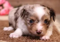 Theodore red merle m, a male Toy Australian Shepherd for sale in Crawford, CO – Photo 4 of 6