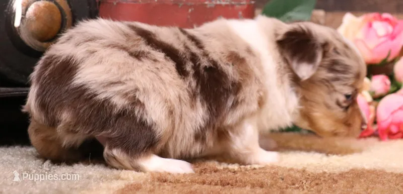 Theodore red merle m – Toy Australian Shepherd puppy for sale in Crawford, CO