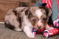 Theodore red merle m, a male Toy Australian Shepherd for sale in Crawford, CO – Photo 3 of 6