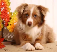 Theodore red merle m, a male Toy Australian Shepherd for sale in Crawford, CO – Photo 5 of 6