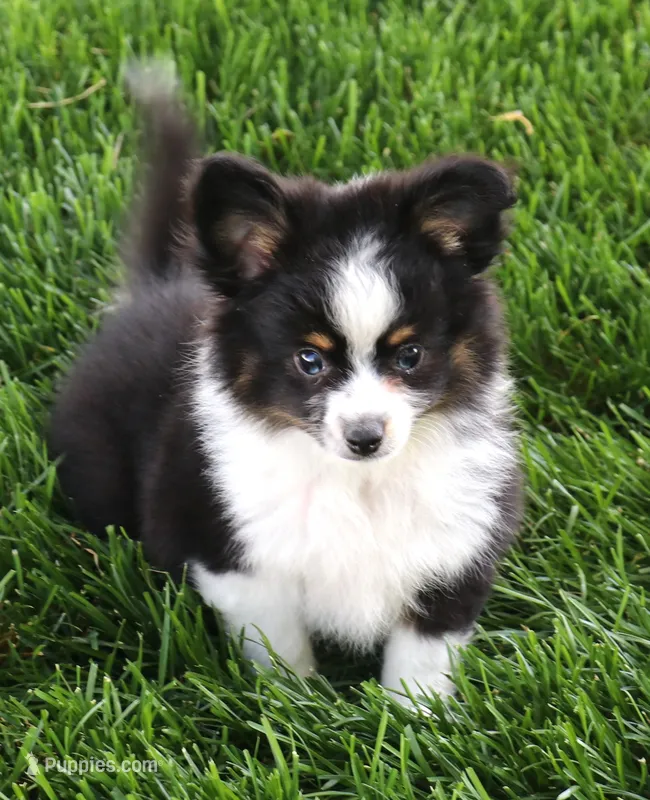 Gilly with tail – Toy Australian Shepherd puppy for sale in Crawford, CO