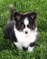 Gilly with tail, a male Toy Australian Shepherd for sale in Crawford, CO – 1 of 6