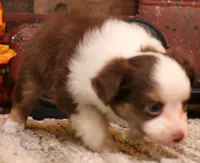 Leo red-tri Toy Aussie, a male Toy Australian Shepherd for sale in Crawford, CO – 3 of 9