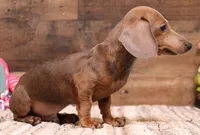 Shaggy red smoothcoat, a male Miniature Dachshund for sale in Crawford, CO – 2 of 4