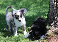 Shep blue merle with tail, a male Toy Australian Shepherd for sale in Crawford, CO – 6 of 7