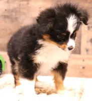 Twila, a female Toy Australian Shepherd for sale in Crawford, CO – 2 of 10