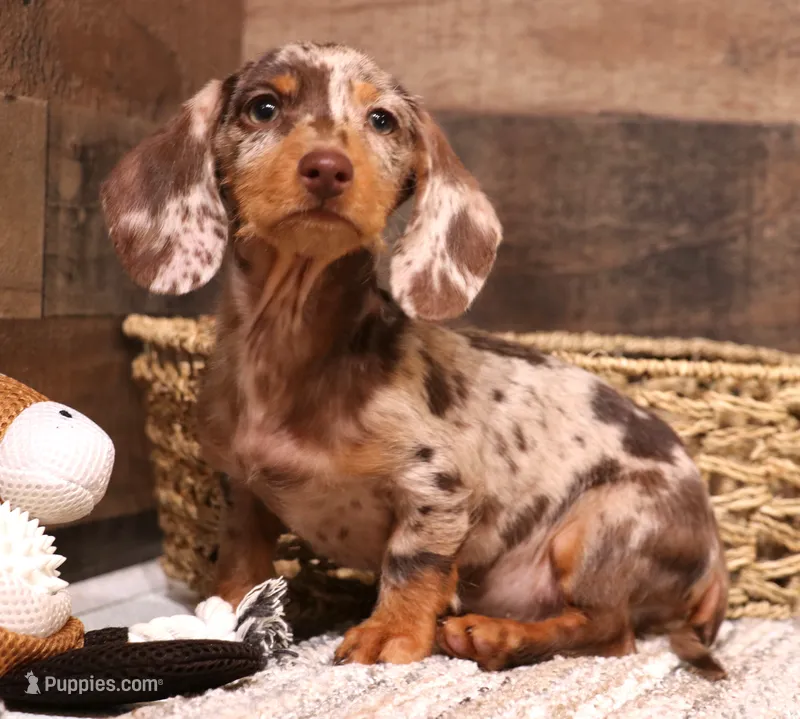 Winton choc/tan dapple wire, a male Miniature Dachshund for sale in Crawford, CO – 1 of 7