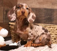Winton choc/tan dapple wire, a male Miniature Dachshund for sale in Crawford, CO – 1 of 7