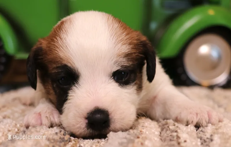Stew is a shorty – Jack Russell Terrier puppy for sale in Crawford, CO