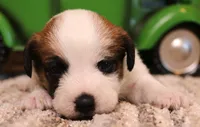 Stew is a shorty, a male Jack Russell Terrier for sale in Crawford, CO – 5 of 10