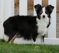Ivory black-tri f, a female Toy Australian Shepherd for sale in Crawford, CO – 5 of 5