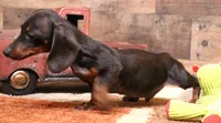 Billy black/tan w/ brindle, a male Miniature Dachshund for sale in Crawford, CO – 3 of 6