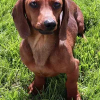 Billy black/tan w/ brindle, a male Miniature Dachshund for sale in Crawford, CO – Photo 5 of 5