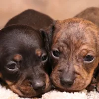 Billy black/tan w/ brindle, a male Miniature Dachshund for sale in Crawford, CO – Photo 3 of 5