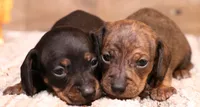 Billy black/tan w/ brindle, a male Miniature Dachshund for sale in Crawford, CO – Photo 3 of 5