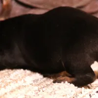 Billy black/tan w/ brindle, a male Miniature Dachshund for sale in Crawford, CO – Photo 2 of 5