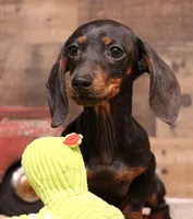Billy black/tan w/ brindle, a male Miniature Dachshund for sale in Crawford, CO – 1 of 6