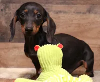 Billy black/tan w/ brindle, a male Miniature Dachshund for sale in Crawford, CO – 2 of 6