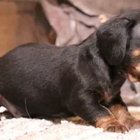 Billy black/tan w/ brindle, a male Miniature Dachshund for sale in Crawford, CO – Photo 1 of 5