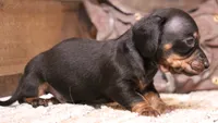 Billy black/tan w/ brindle, a male Miniature Dachshund for sale in Crawford, CO – Photo 1 of 5