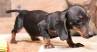 Billy black/tan w/ brindle, a male Miniature Dachshund for sale in Crawford, CO – 5 of 6