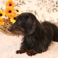 Billy black/tan w/ brindle, a male Miniature Dachshund for sale in Crawford, CO – Photo 4 of 5
