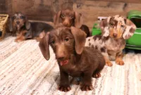 Wright chocolate wire , a male Miniature Dachshund for sale in Crawford, CO – 4 of 6